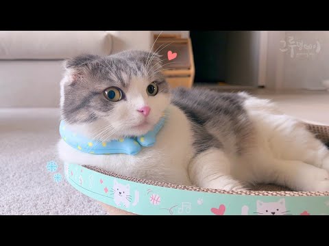 에어컨 없이는 못살겠다는 고양이들