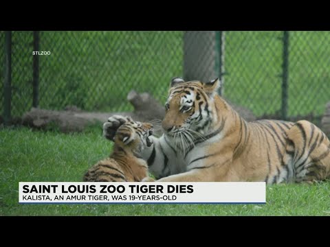 St. Louis Zoo's oldest female Amur tiger euthanized after years of treatment for degenerate joint