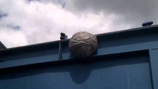 how to get rid of a wasps nest