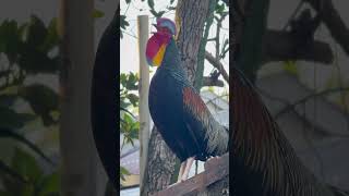 Download lagu Ayam hutan hijau dialam bebas mp3