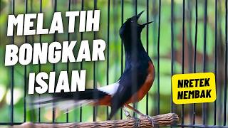 Download lagu MURAI BATU GACOR FULL ISIAN TEMBAKAN KASAR MEWAH AMPUH MEMANCING MURAI BATU EMOSI BONGKAR ISIAN mp3