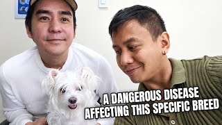 Our Dog Undergoes a Risky Surgery 🐶 | Vlog #1773