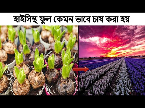 , title : 'হাইসিন্থ ফুল কেমন ভাবে চাষ করা হয় । hyacinth flower farming & harvesting'
