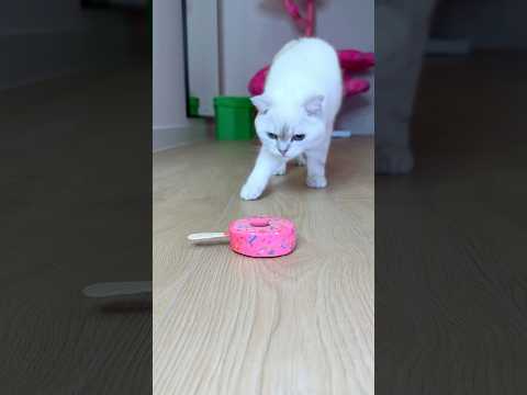 Where is my ice cream?🙀 #cat #cats