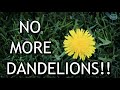 EASILY Remove DANDELIONS From Your Lawn For Good