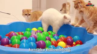 Download lagu Lagu Anak Terpopuler Kucingku telu kabeh lemu lemu... mp3