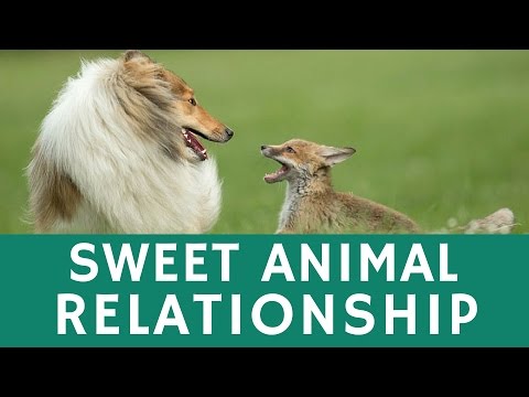 Unusual animal couple & CUTE RELATIONSHIP of collie dog & fox