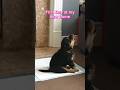 Rottweiler Puppy Crying. My first day at my new home. #rottweiler #puppy #viralshorts