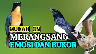 Download lagu TERBUKTI AMPUH, MERANGSANG EMOSI TLEDEKAN GUNUNG, SRDC DAN KACER mp3 Download lagu TERBUKTI AMPUH, MERANGSANG EMOSI TLEDEKAN GUNUNG, SRDC DAN KACER mp3