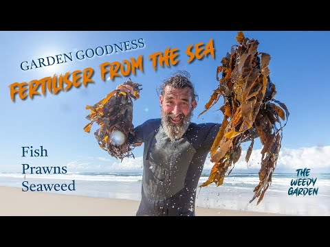 FREE FERTILISER FROM THE SEA: Making plants powerful using seafood scraps.