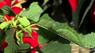 Poinsettia Care