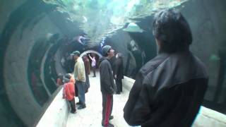 preview picture of video 'Dallas World Aquarium 2010'