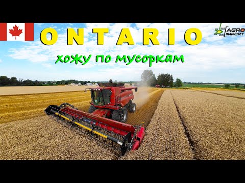 Agricultural paradise - Ontario, Canada. Grain harvesting, Case, John Deere, Gleaner combines. Fi...