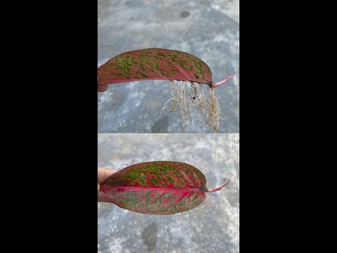 How to propagate Aglaonema