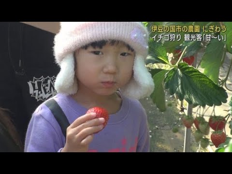 YouTube Video 今シーズンのイチゴは「甘くておいしい」イチゴ狩り始まる 静岡・伊豆の国市