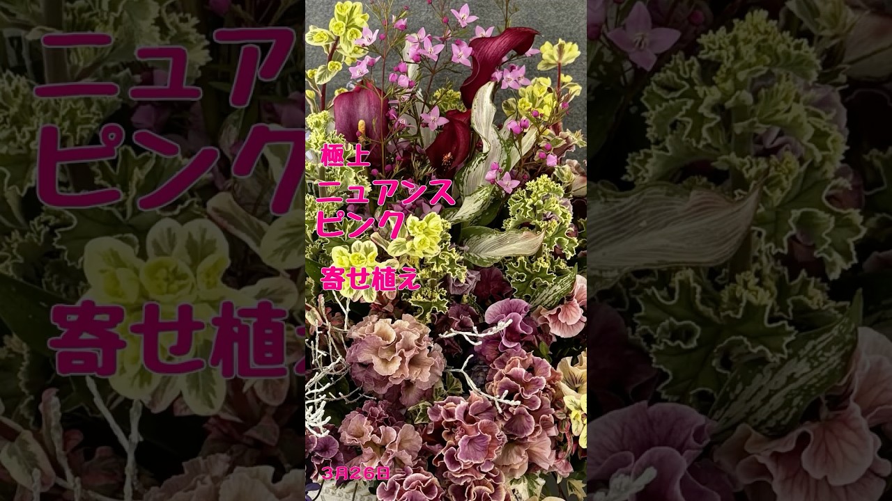 春らんまん🌸 #パンジー の #ギャザリング #寄せ植え が完成しました｜2026.3.26
