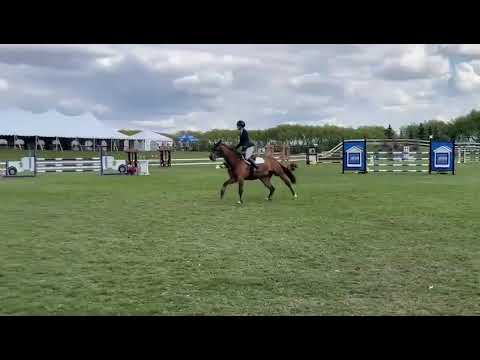 Kalou Du Bourbecq Horse show
