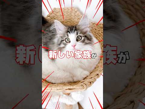 りっちゃんたちに新しい家族が増えたんですが…顔合わせから波乱の展開😭😭😭 #猫