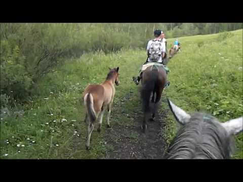 horses walk on  Mounting Altay