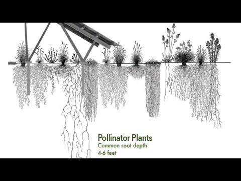 True Ground Harmonizing Solar with Farm Ground – This is Not Cool