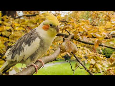 Calopsita Cantando Piratas do Caribe - [ASSOBIO DE CALOPSITA]