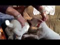 Woody The Jack Russell Terrier And Wishbone Toy