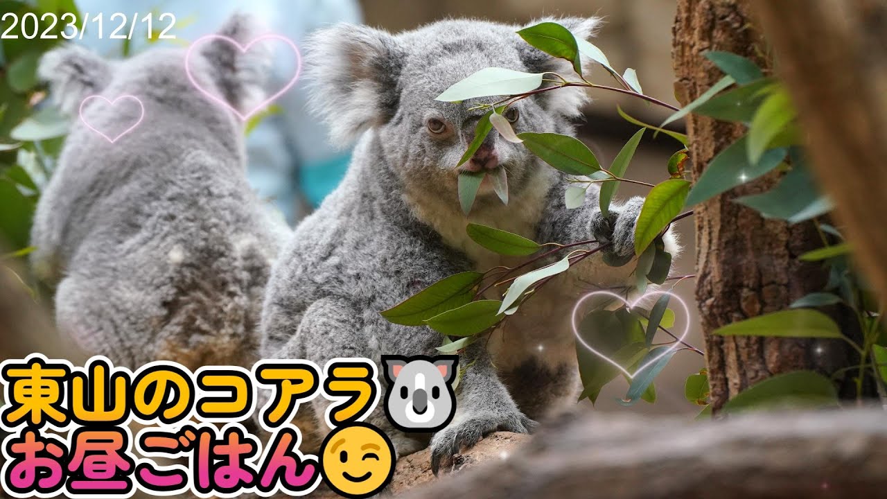 【コアラ】多すぎて誰が誰だか分からない🤣お昼時の様子😉