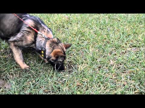 Hetty Aykmar - Tracking