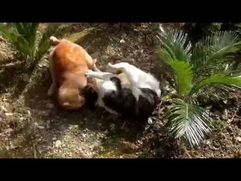 Bloody cat fight..!!!