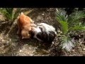 Bloody Cat Fight