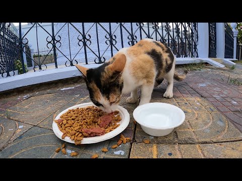 This cat eat very fast he was very hungry