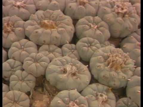 The Peyote Road (1994) - documentary