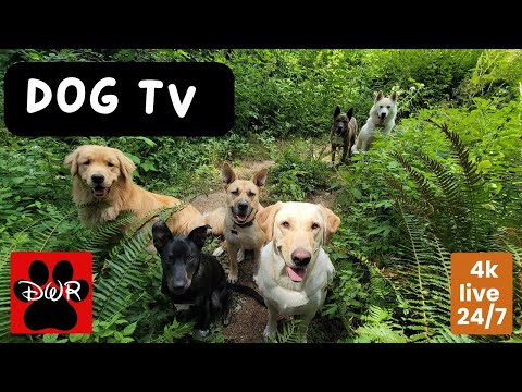4K DogTV Daycare Live Stream — Real Pack Life in Nature | 24/7