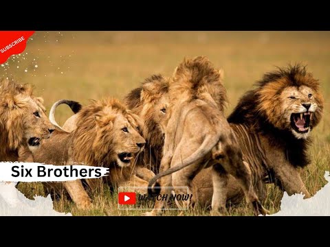 The story of six dangerous brothers (Part-1) || Lions of Sabi Sand Hindi Documentary ||