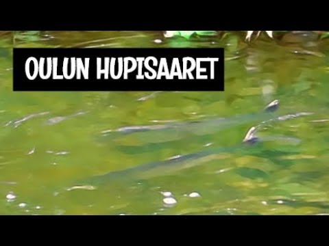 MERITAIMEN KUTEE KESKELLÄ KAUPUNKIA!!