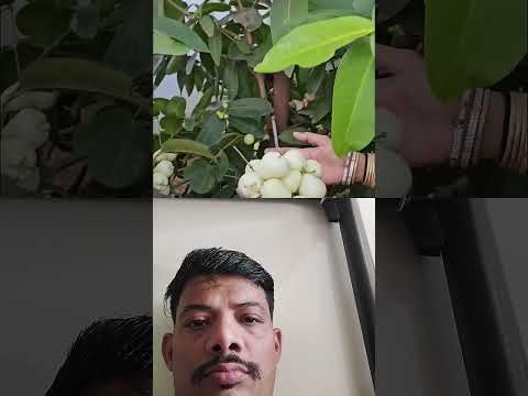 water apples 🍨🍨🍎 harvesting # water apples #fruitfarming #youtubeshorts #abhirajvishwakarma
