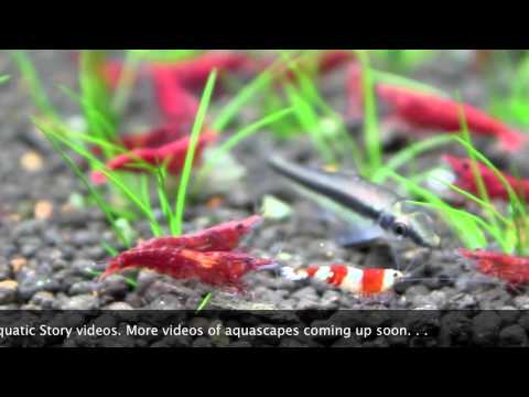 Freshwater Shrimp Aquarium