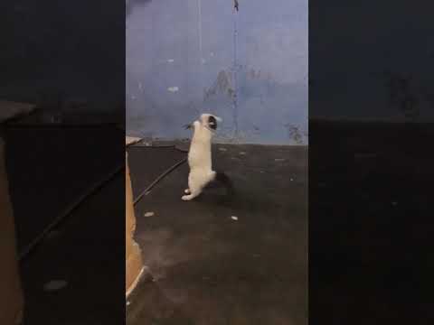 #Catsplaying #CuteCats #Funnycats