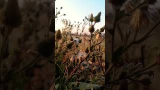 Download lagu The Nature #nature #sunrise #flowers #flower #sunset #viral #shorts #short #trending #morning #click mp3 Download lagu The Nature #nature #sunrise #flowers #flower #sunset #viral #shorts #short #trending #morning #click mp3