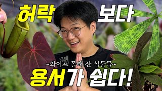 그동안 몰래 사모은 식물들 공개합니다 ㅣ 매도 먼저 맞는 게 낫다 ㅣ안스리움, 네펜데스, 야자수 외 가지가지…