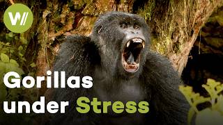 Rwanda's Mountain Gorillas: From Conservation Miracle to New Dilemma | Gorillas under Stress (2020)