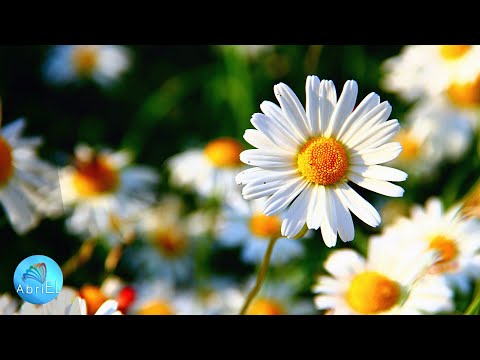 Muzică de Relaxare și Conectare Minte, Inimă și Suflet ce Aduce Vibrații Înalte si Energie Pozitivă