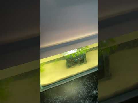 ДО/ПОСЛЕ #funk #remix #music #beats #dance #animals #aquariumchannel #fish #aquarium #aquascape