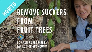 How to Remove Suckers from Fruit Trees