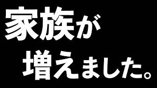 【雑談】家族が増えます【北小路ヒスイ/にじさんじ】