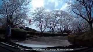 preview picture of video 'Cherry Blossoms in Full Bloom at Amagajo'