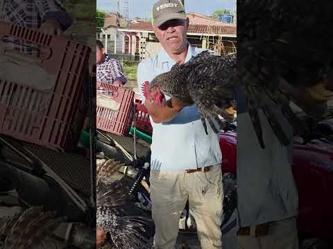 Feira de galinhas,  Igaci Alagoas. ás terça feira
