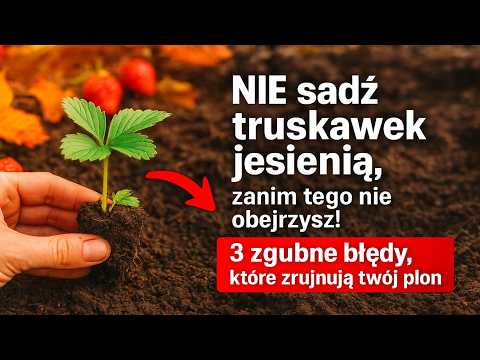 DON'T plant strawberries in the fall until you watch this! 3 fatal mistakes that will ruin your h...