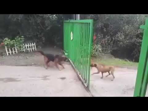 Cesaret budur işte...