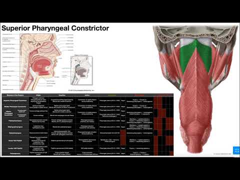 Intro to Deglutition & the Pharyngeal Constrictors [OINAs]
